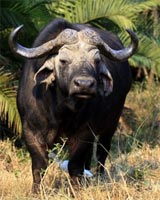 big five animals buffalo