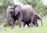 big five animals elephant