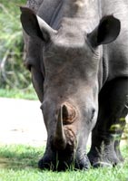 big five animals rhino
