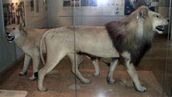 conservation of nature Cape Lion