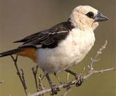 buffalo weaver