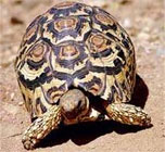 leopard tortoise