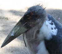 marabou stork