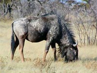 ugly five wildebeest