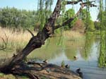Austin Roberts Bird Sanctuary Photo2