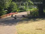 Pretoria National Botanical Gardens photo2