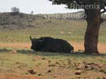 lion and rhino nature reserve photo2