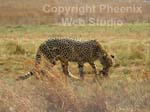 lion and rhino nature reserve photo3