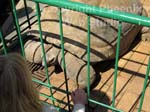 Hartebeespoort Snake and Animal Park Photo3