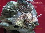 two oceans aquarium photo1