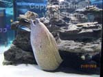 two oceans aquarium photo2