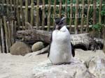 two oceans aquarium photo3