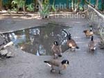 world of birds photo2