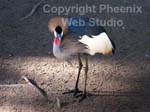 world of birds photo3