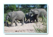 kruger national park attractions